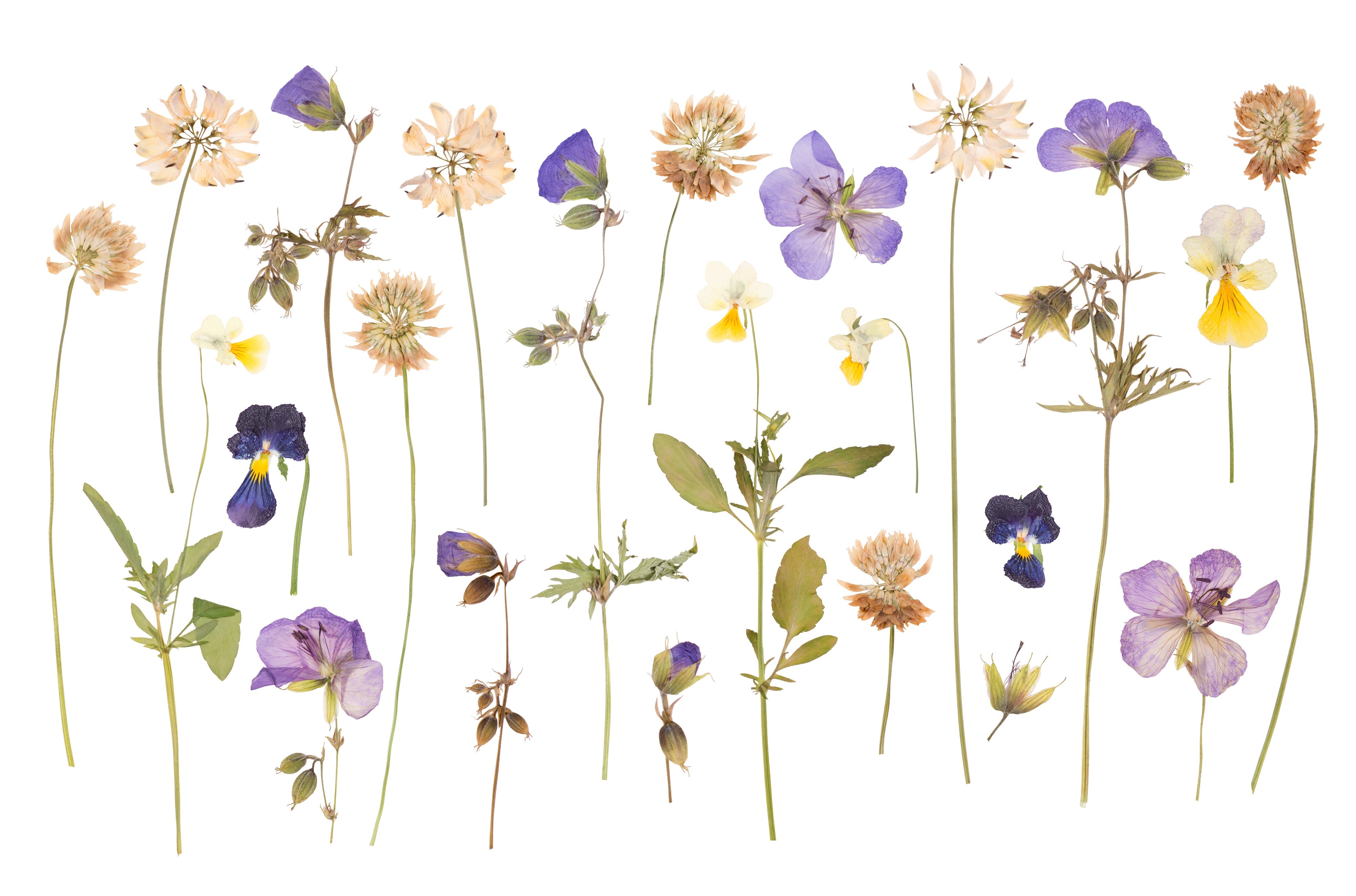 Why do flowers change colors during preservation?